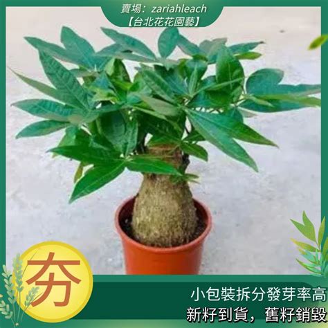 招財樹 照顧|發財樹種植｜什麼是發財樹？10 個發財樹種植技巧+新 